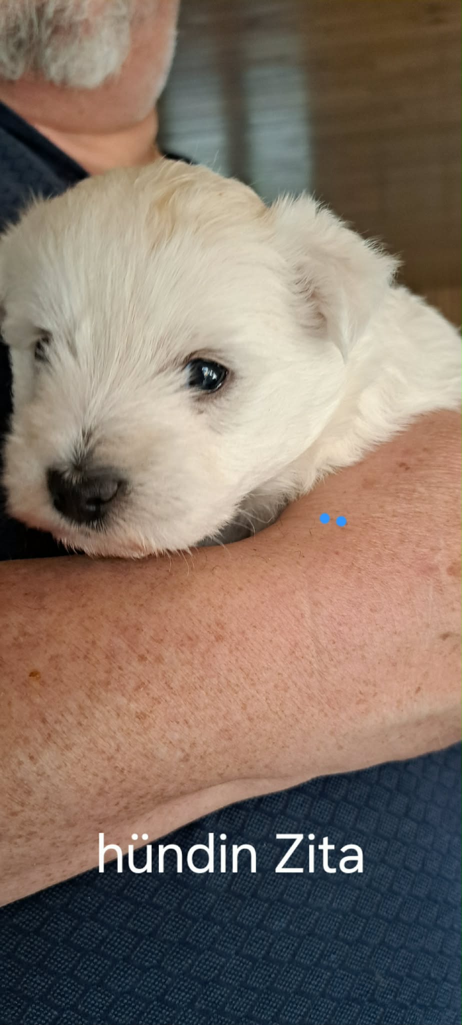 Edelweis of beauties Zita